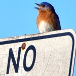 "no" bird