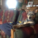 Most Interesting Dog in the World