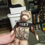 Tactical ferret meme