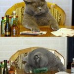 Poker cat