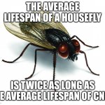 Vote Housefly 2020 | THE AVERAGE LIFESPAN OF A HOUSEFLY; IS TWICE AS LONG AS THE AVERAGE LIFESPAN OF CNN+ | image tagged in vote housefly 2020 | made w/ Imgflip meme maker