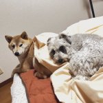 Shiba and Schnauzer