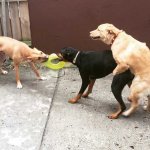 3 dogs fighting