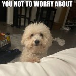 The guy she tells you not to worry about | THE GUY SHE TELLS YOU NOT TO WORRY ABOUT | image tagged in dogs,funny dogs,dog memes | made w/ Imgflip meme maker