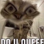 do u queef cat meme