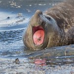 Elephant Seal