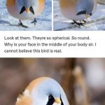 Roundest bird meme