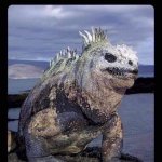 Marine Iguana