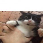 Cat caught in 4 k meme