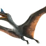 Quetzalcoatlus (JWD Design)
