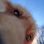 Fox sniff GIF Template