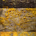 Bad Pun Slime Mold