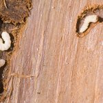 How to get rid of woodworms