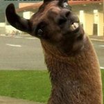 llama | WHEN YOU FIND OUT THE DATE OF NATIONAL LLAMA DAY IS:; DECEMBER 9
 EVERY YEAR | image tagged in llama | made w/ Imgflip meme maker