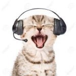 Kitten