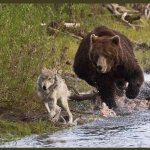 Outrun the Bear