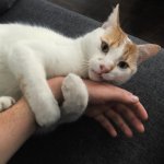Cat on wrist