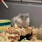 Disturbed hamster