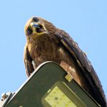 Madhuri the eagle - Startled - NFT meme