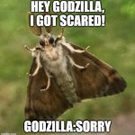 Mothra Scared | HEY GODZILLA, I GOT SCARED! GODZILLA:SORRY | image tagged in cute gypsy moth,mothra,godzilla,moth,lol so funny | made w/ Imgflip meme maker