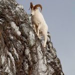 Cliffside mountain goat