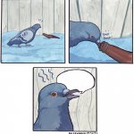 drunk bird