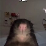 Me | POG | image tagged in rat | made w/ Imgflip meme maker