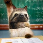 Sloth cat meme