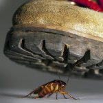 Cockroach under boot crush bug