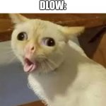 For da Beatboxers | NOBODY:
DLOW: | image tagged in coughing cat | made w/ Imgflip meme maker