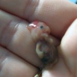 6 week old fetus