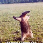 covid | ME:; COMING OUTSIDE FOR THE FIRST TIME DURING COVID | image tagged in fight me anteater | made w/ Imgflip meme maker