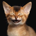 laughing kitty