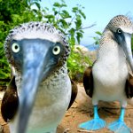 Blue footed boobies