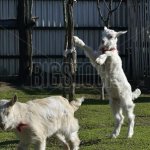 CAUTION: GOATS at play!