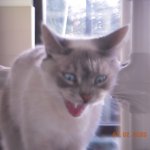 Cat Yawning meme