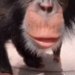 monkey kiss GIF Template