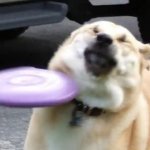 Dog gets smacked by frisbee template