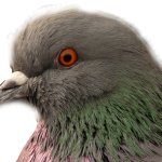 pigeon head