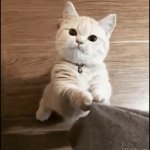 Yelling cat GIF Template