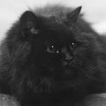 big fluffy black cat