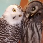 Curious Owls meme