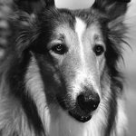 wisdom of lassie