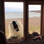 Polar bear window
