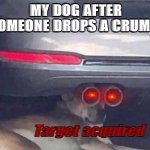 Doggo | MY DOG AFTER SOMEONE DROPS A CRUMB:; Target acquired | image tagged in target acquired | made w/ Imgflip meme maker