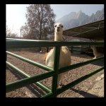 Llama staring meme