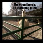 Llama staring | Me when there's no more pog juice | image tagged in llama staring | made w/ Imgflip meme maker