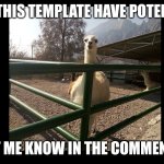 Llama staring | DOES THIS TEMPLATE HAVE POTENTIAL? LET ME KNOW IN THE COMMENTS | image tagged in llama staring | made w/ Imgflip meme maker