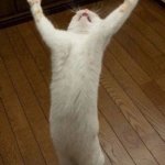 Hooray Cat | MYOTISMON IN DIGIMON GHOST GAME IS HAPPENING! | image tagged in hooray cat | made w/ Imgflip meme maker