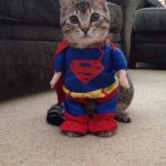 SUPER CAT